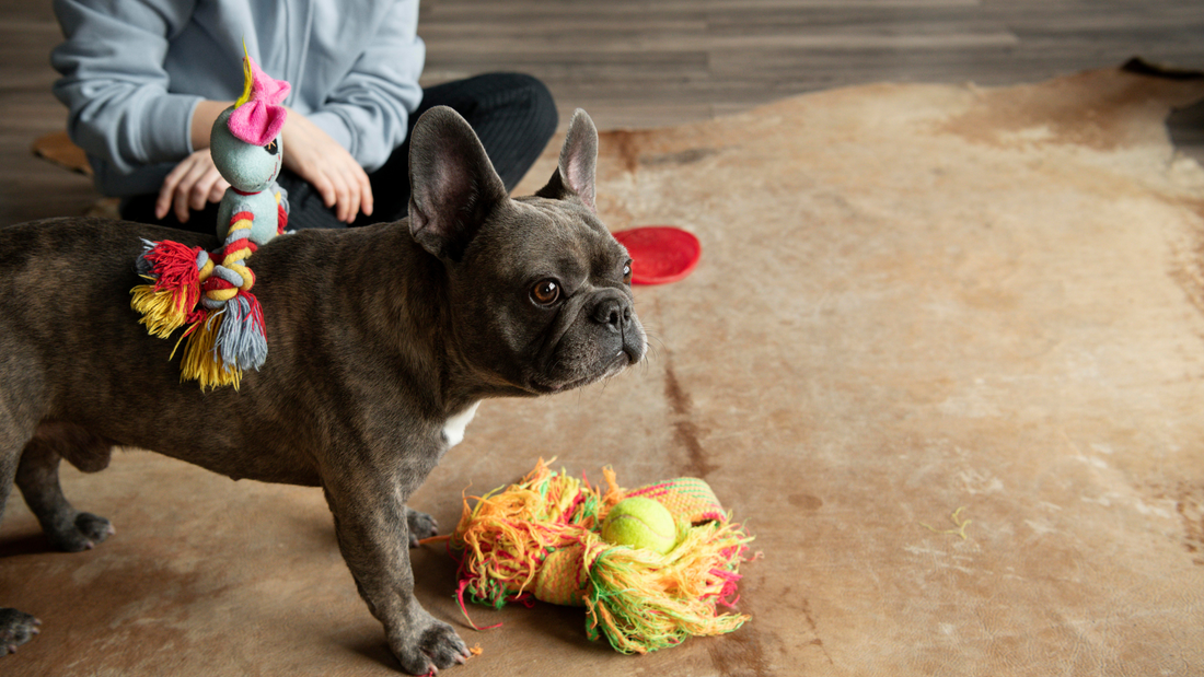 dog playing with food puzzle toy for mental stimulation