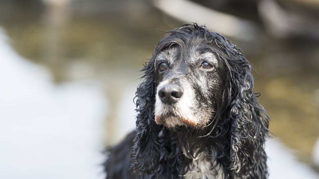 Senior dog resting comfortably on a cozy bed – showing proper senior dog care and comfort.