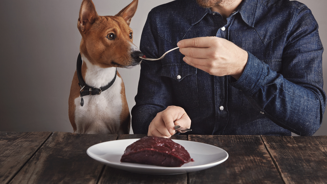 High-protein beef dog food bowl with vegetables for strong and healthy dogs