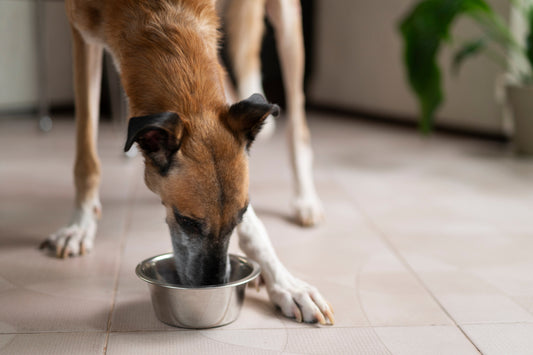 Bowl of chicken and rice for dogs winter meal