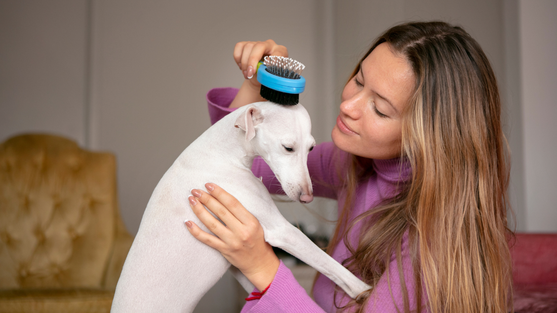 brush and coat care for dogs with daily dog grooming routine