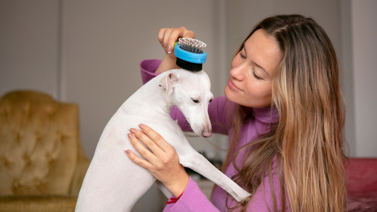 brush and coat care for dogs with daily dog grooming routine
