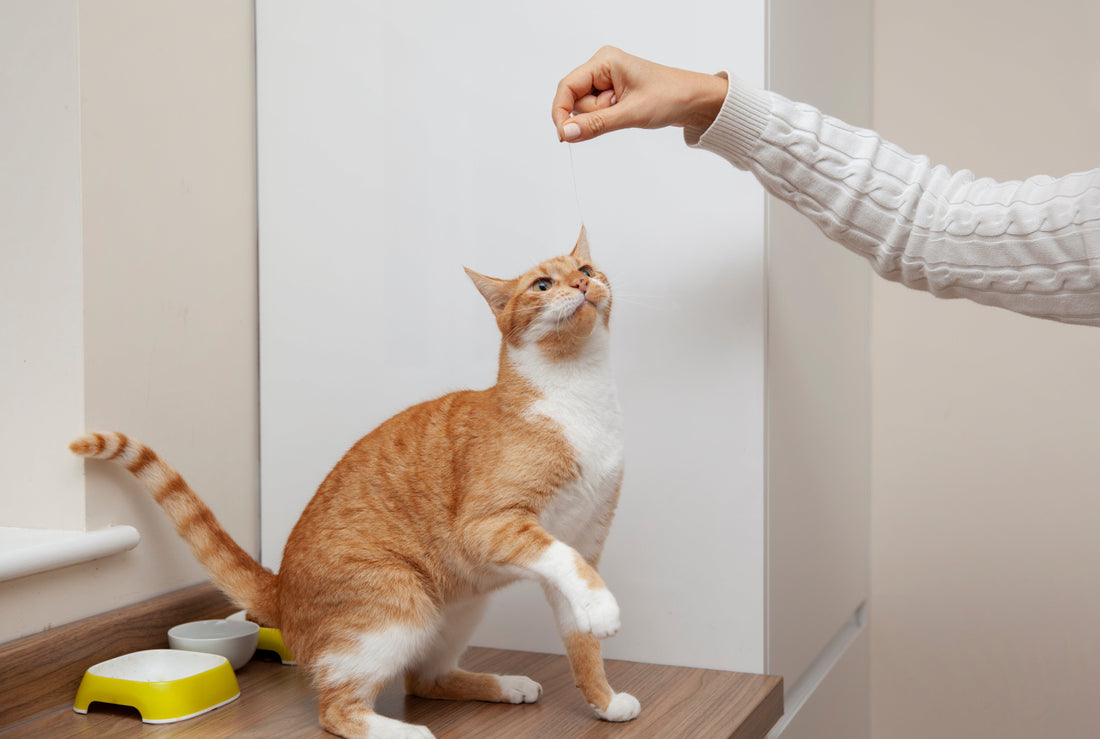 Cat enjoying all-natural dehydrated cat treats – healthy single-ingredient snacks from Beasties in 2025