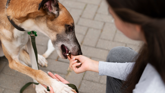 Non-violent tricks to deal with stray dogs safely