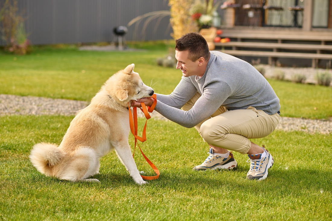 Happy puppy wearing a reflective dog harness outdoors