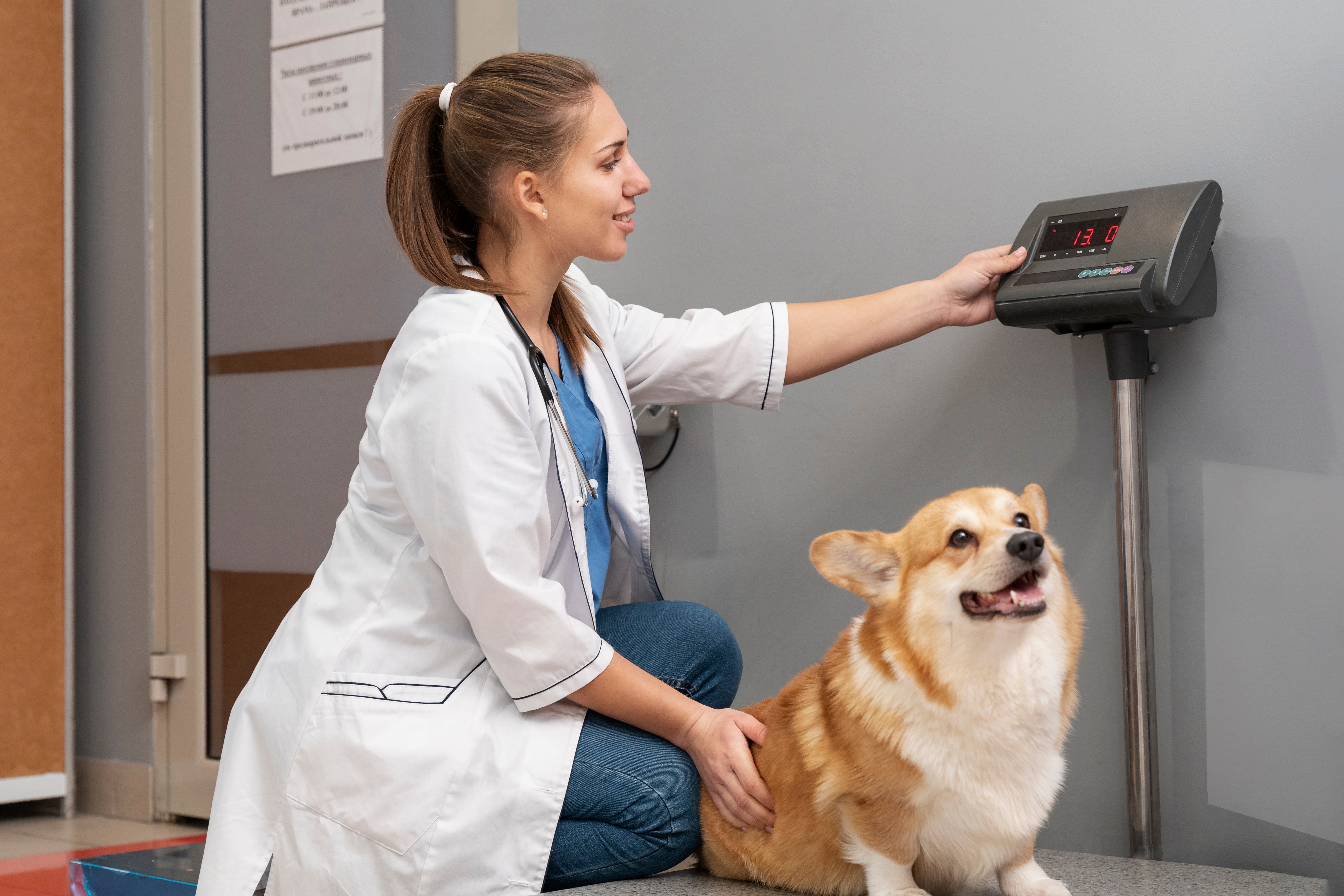 Dog Feeding Chart by Age & Weight (2025 Guide) How Much & How Often S