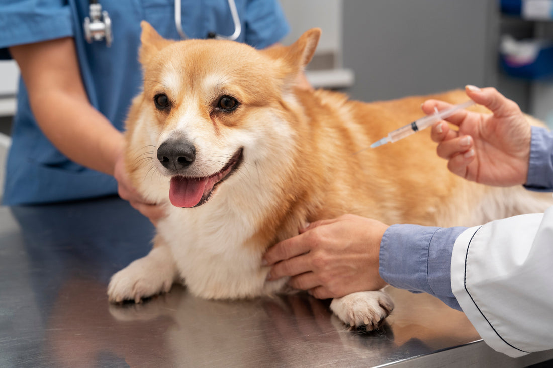 Puppy receiving DHPP vaccination from veterinarian